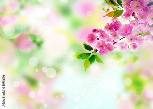 Cherry blossoms over nature background. Spring flowers. Spring background with bokeh.