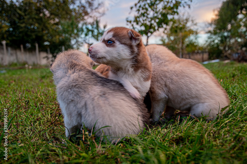 Little husky puppies are resting on the lawn for a walk. © YUABOG
