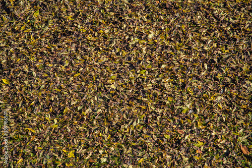 textura de hojas caídas al suelo 