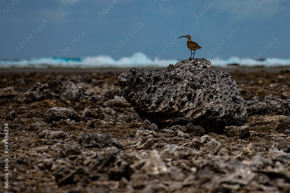Snipe Watches the Surf