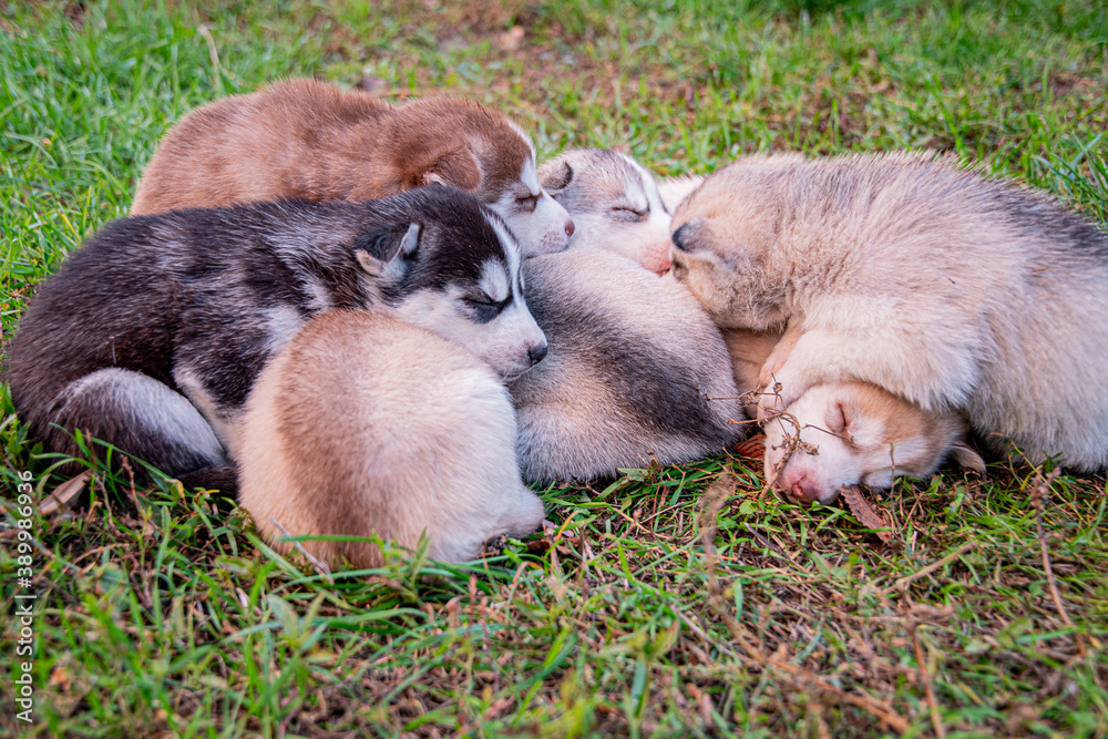 Husky puppies sleep on the grass.