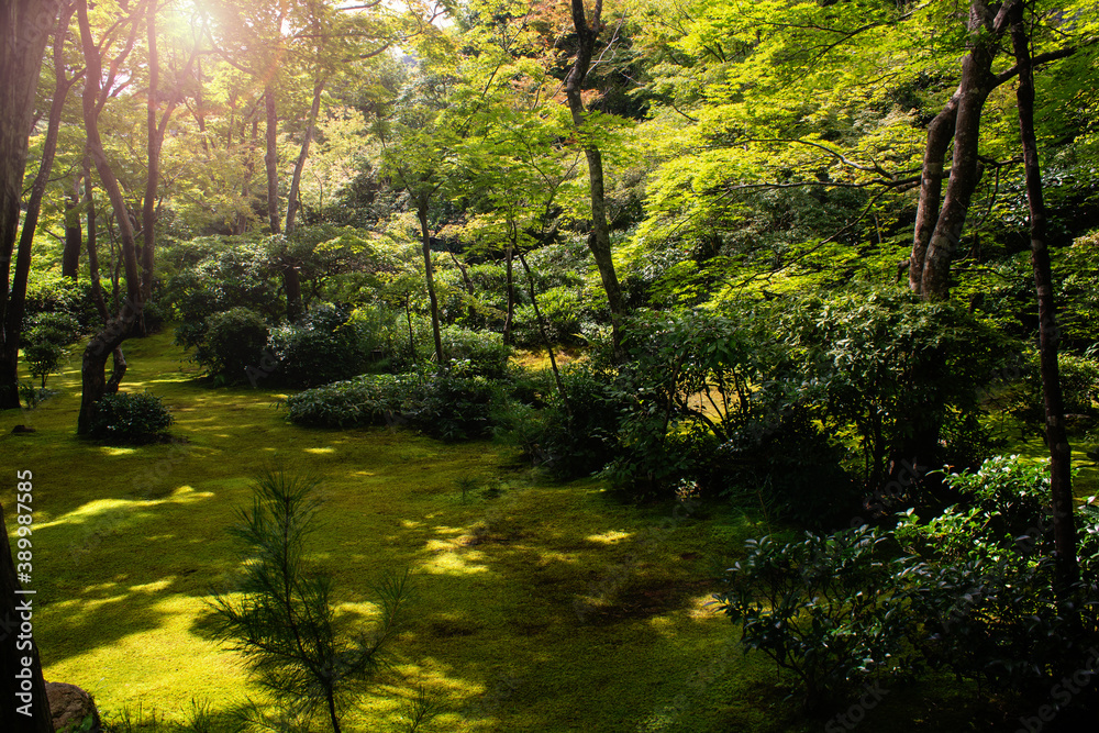 sun rays in lovely the japanese garden with moss and green trees. peaceful garden design, japanese tradition. In Kyoto, Japan sun rays in lovely the japanese garden with moss and green trees. peaceful garden design, japanese tradition. In Kyoto, Japan