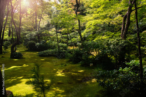 Fototapeta Naklejka Na Ścianę i Meble -  sun rays in lovely the japanese garden with moss and green trees. peaceful garden design, japanese tradition. In Kyoto, Japan