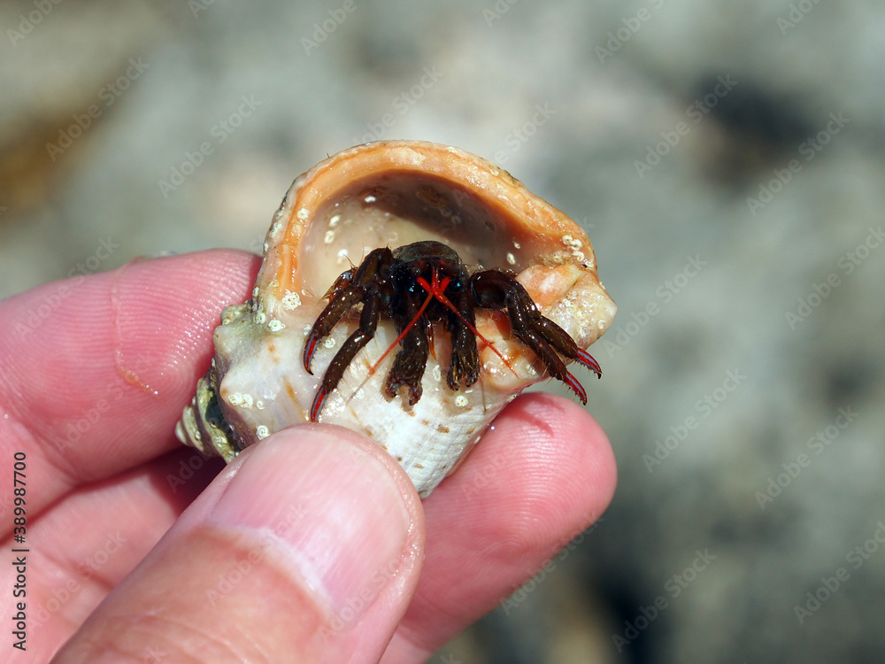 Hermit crab looks out of the shell held by a man's hand, close-up, macro.