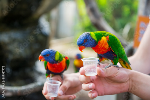 Two rainbow lorikeets parrot eating from a cups helding by male hands in contact zoo. Visiting Safari park, family time. Selective focus. copy space. photo