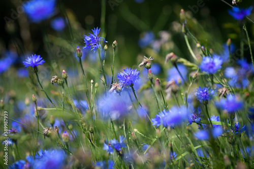 Detail of summer meadow with red poppies, blue cornflowers and cerels. selective focus. Low DOF photo