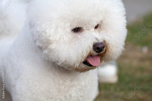 Bichon Frize Dog close up portrait. Cute small clean and well-groomed white puppy © Dmitry