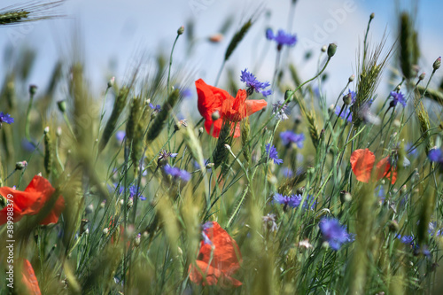 Detail of summer meadow with red poppies, blue cornflowers and cerels. selective focus. Low DOF