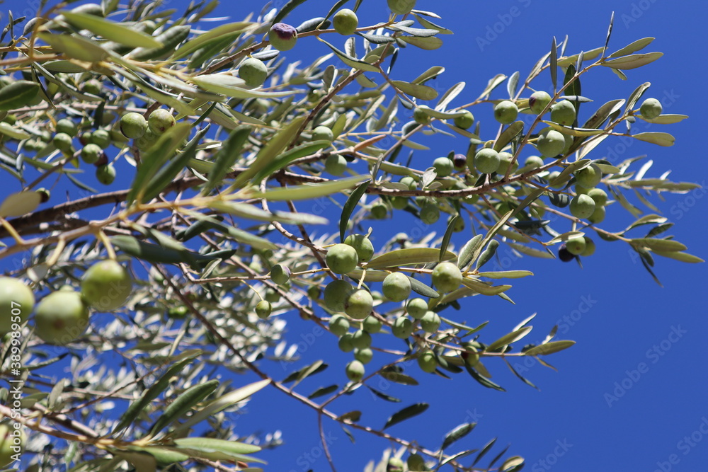 Olive tree with green leaves and olives fruits on a summer sunny day against a blue sky Olive tree with green leaves and olives fruits on a summer sunny day against a blue sky