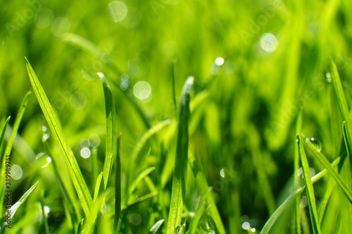 Green grass Sedge is evergreen sedge with green foliage. blurred bokeh background