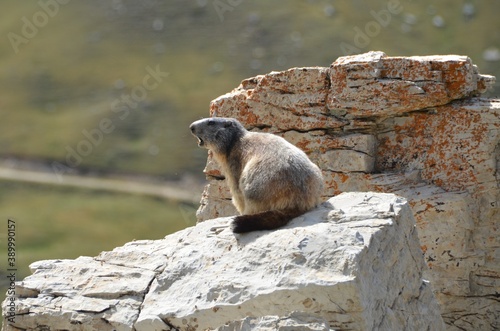 Fauna Alpina la marmotta di vedetta photo