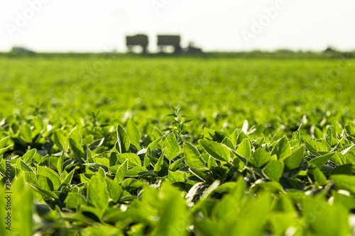Green soybean field with blured tractor in background in Vojvodina,Serbia. Agricultural landscape.