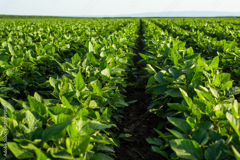 Ταπετσαρία Green soybean field in Vojvodina,Serbia. Agricultural landscape.