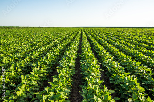 Green soybean field in Vojvodina,Serbia. Agricultural landscape.