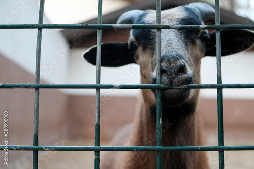 Fotografie Portrait of brown goat with horns looking out from a cage