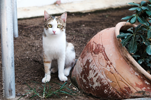 Homeless cat sitting on the ground in a village outside. Serious expression of bewilderment, confusion, reproach on the face. Animal adoption concept. Stray kitten with sad cute eyes, take it home.