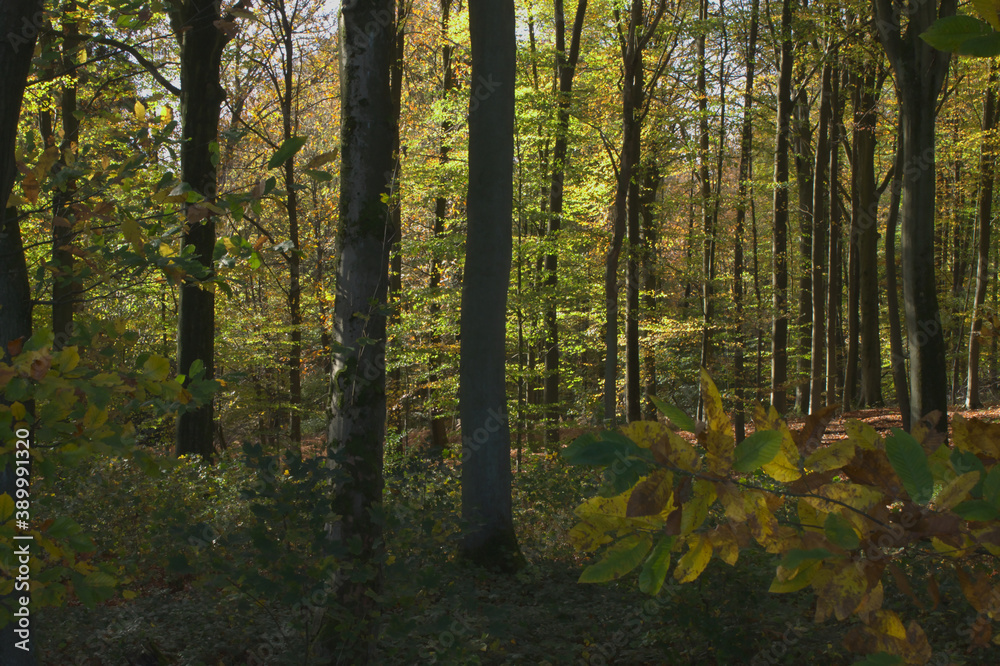 Fototapeta premium autumn forest in the morning
