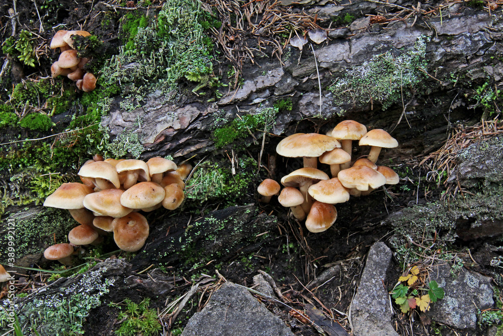 famigliole di funghi su una radice famigliole di funghi su una radice