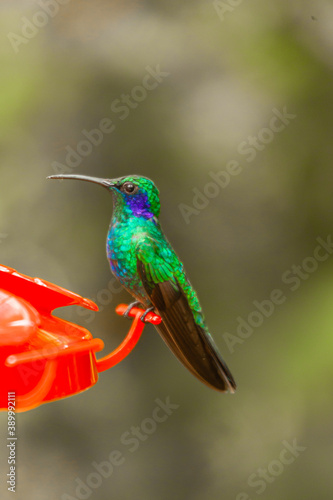 Costa Rica, home of the only backwards flying bird. This little artist loves sweets and is called the hummingbird 