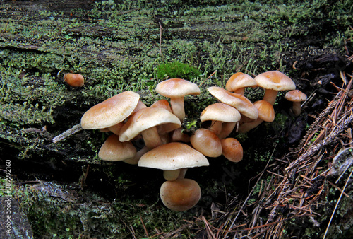 famigliola di funghi su una radice photo