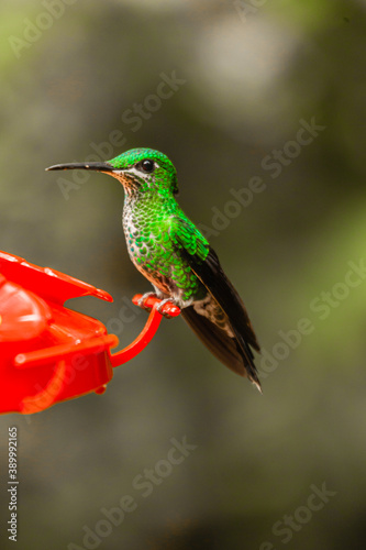 Costa Rica, home of the only backwards flying bird. This little artist loves sweets and is called the hummingbird 
