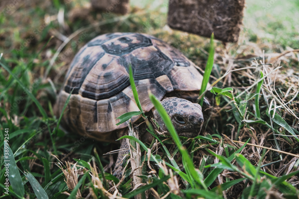 Front view of beautiful turtle with textured shell coming in grass. Reptile walking or crawling on a park ground. Serious face expression, selective focus. Tortoise resting in the wild forest. Front view of beautiful turtle with textured shell coming in grass. Reptile walking or crawling on a park ground. Serious face expression, selective focus. Tortoise resting in the wild forest.