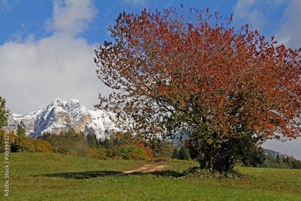 colori d'autunno; ciliegi selvatici e neve sui Cornacci; Val di Fiemme, Trentino colori d'autunno; ciliegi selvatici e neve sui Cornacci; Val di Fiemme, Trentino