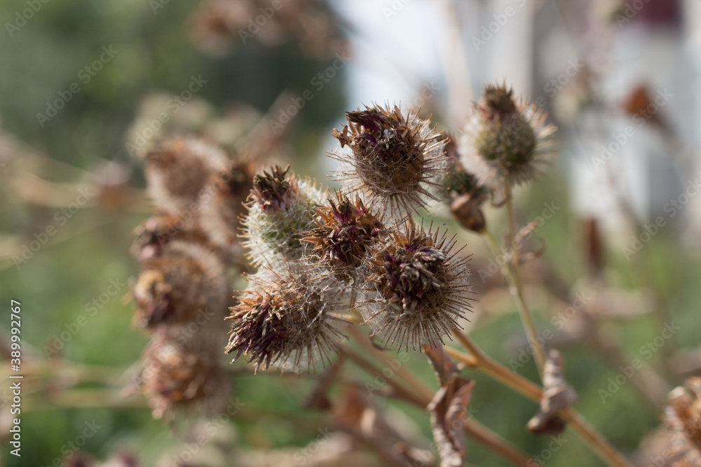 Obraz premium flower