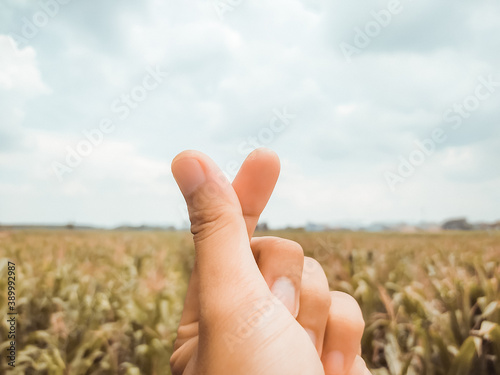 wheat in the hand © DwikiAde