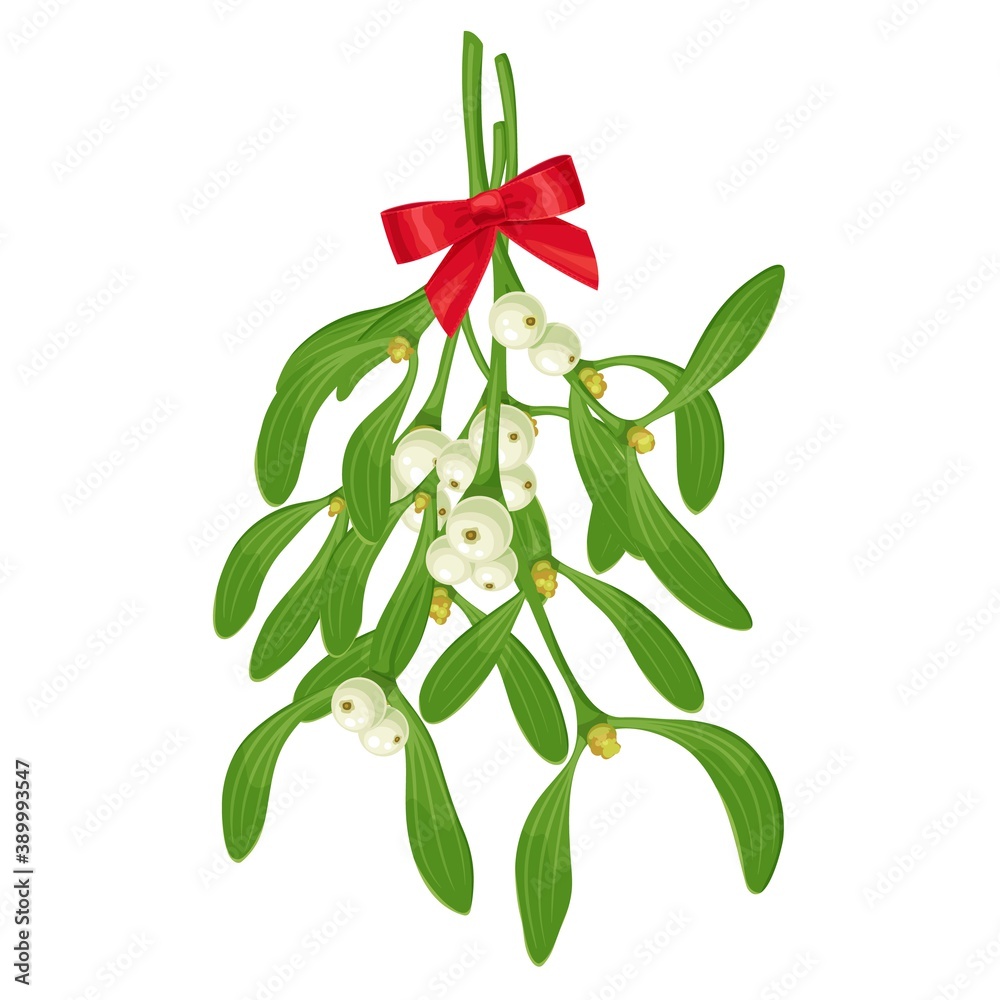 Sprigs of mistletoe Christmastime traditional decoration, botanical vector realistic illustration isolated on white Sprigs of mistletoe Christmastime traditional decoration, botanical vector realistic illustration isolated on white