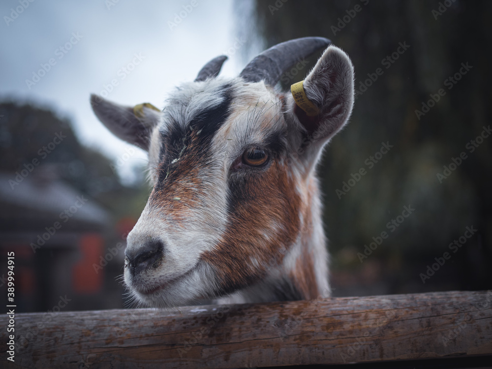 Fototapeta premium Ziehe guck