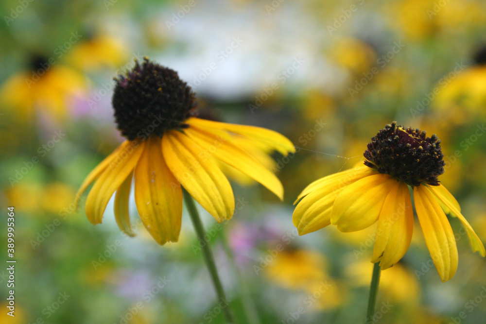 Yellow Black-eyed Susan daisies in the wild Yellow Black-eyed Susan daisies in the wild