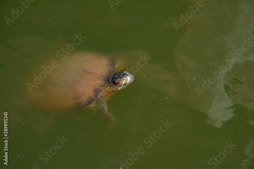 Red-eared slider turtle swimming under water at pond in Rome Georgia wildlife sanctuary.