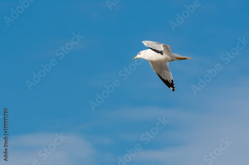 Ring-billed Gull flying above reservoir at Hiwassee Wildlife Sanctuary in Birchwood Tennessee. © Wildspaces