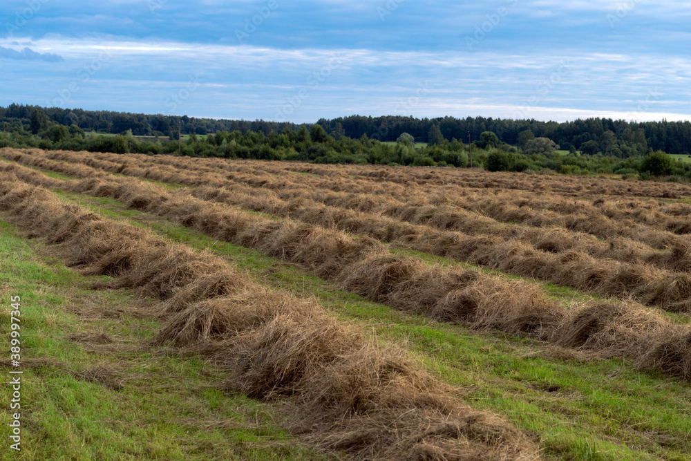 Rows of collected hay on the agricultural field at countryside Rows of collected hay on the agricultural field at countryside