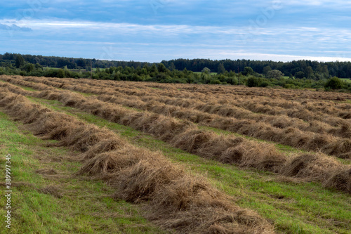 Rows of collected hay on the agricultural field at countryside