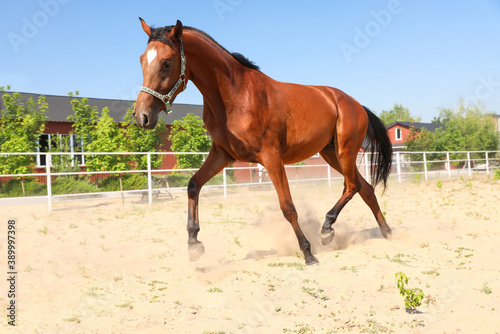 Bay horse in paddock on sunny day. Beautiful pet © New Africa