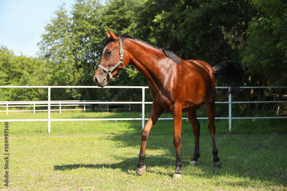 Fototapeta premium Bay horse in paddock on sunny day. Beautiful pet