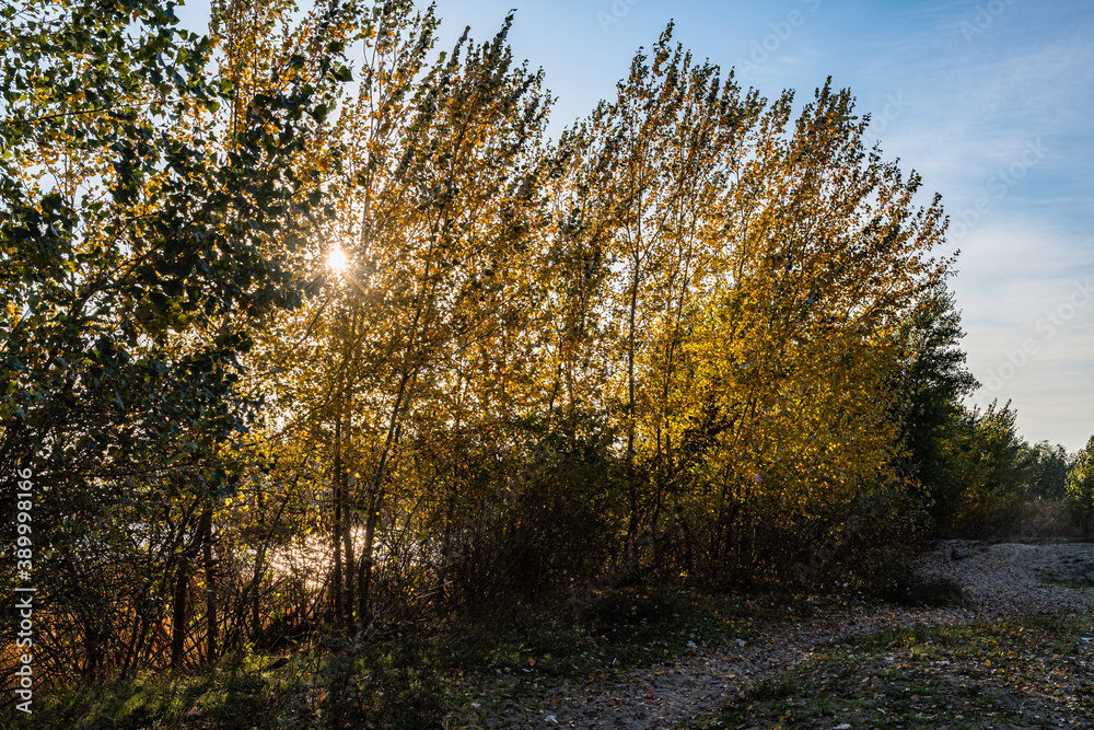 Fototapeta premium Yellowing poplar foliage along the path by the river on an autumn sunny day.