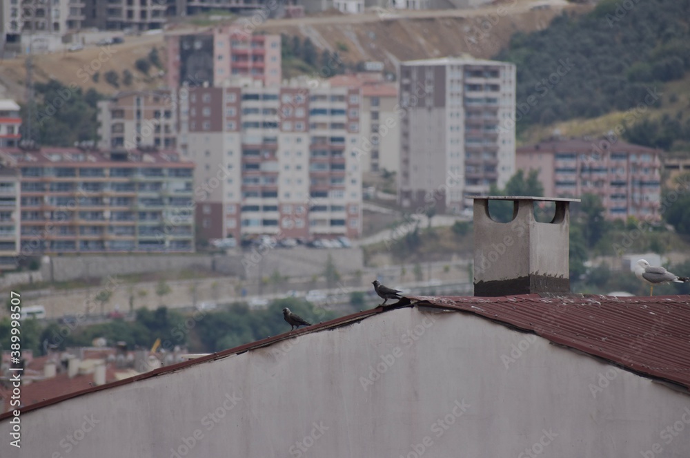 Obraz premium birds on the roof overlooking the city