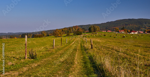 dirt road in the meadow