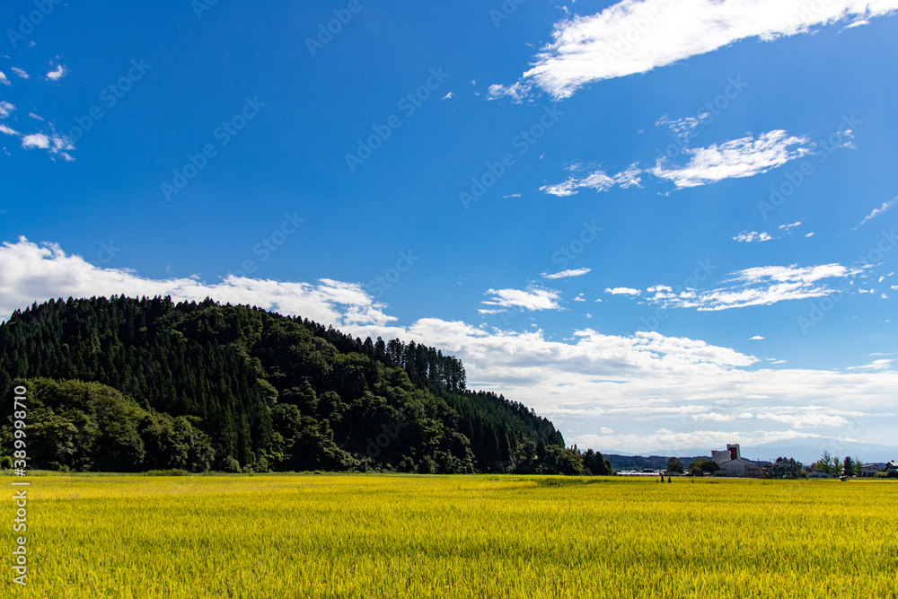 Fototapeta premium 収穫間近の稲と青空の風景