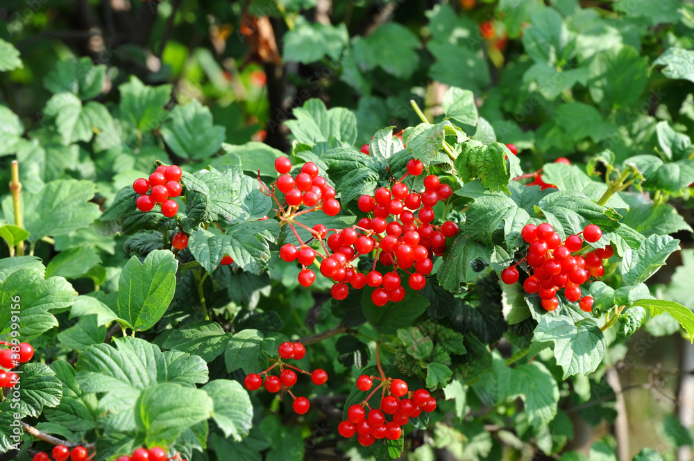 Obraz premium Ripe viburnum on branch