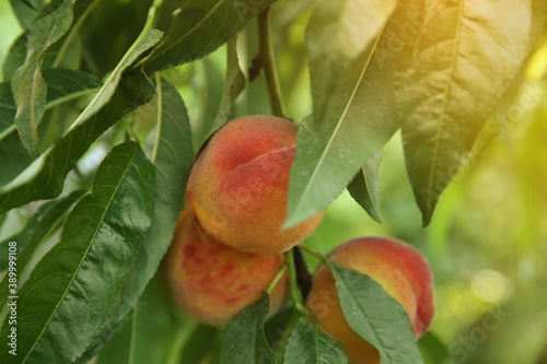 Ripe peaches on tree branch in garden