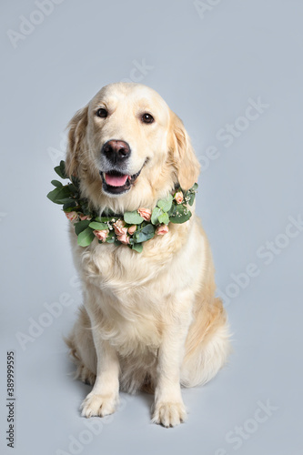 Adorable golden Retriever wearing wreath made of beautiful flowers on grey background © New Africa