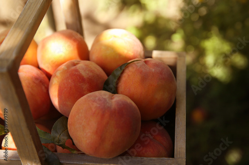 Wooden basket with ripe peaches outdoors  closeup