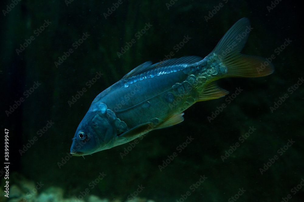 Common carp or European carp (Cyprinus carpio), morpha nobilis. Common carp or European carp (Cyprinus carpio), morpha nobilis.