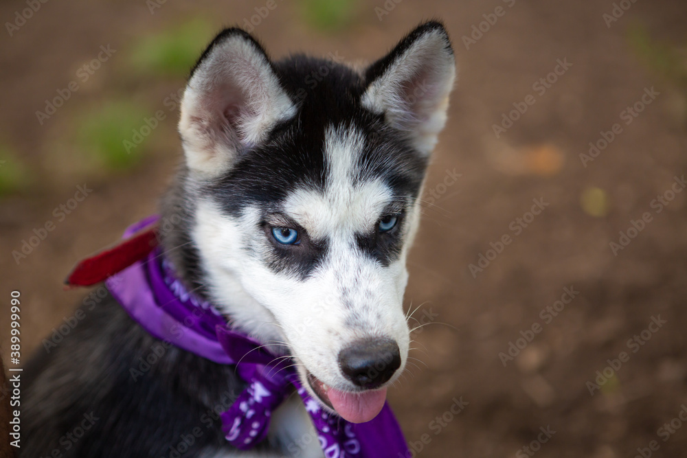 Portrait of a Siberian Husky puppy