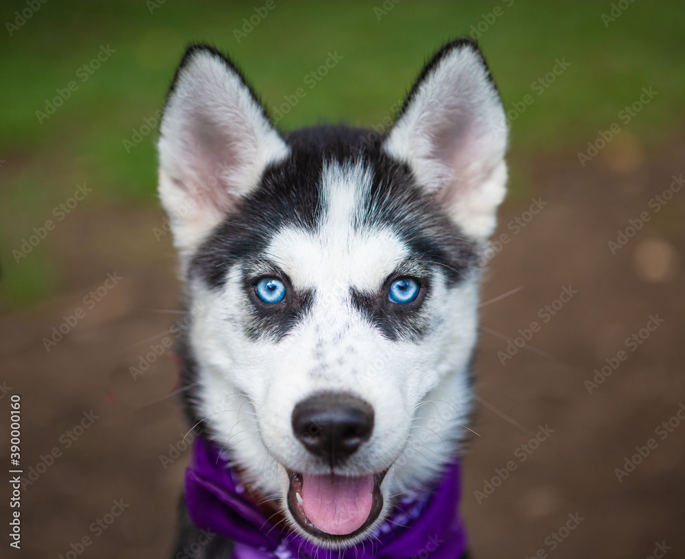 Portrait of a Siberian Husky puppy