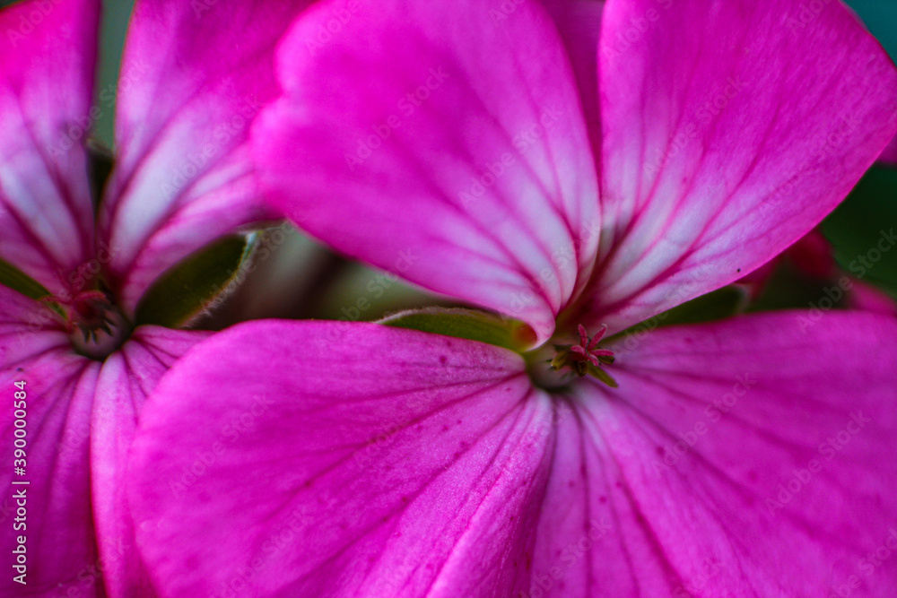 Fototapeta premium Pink Flower-Belleza macro-Yoeldavi 